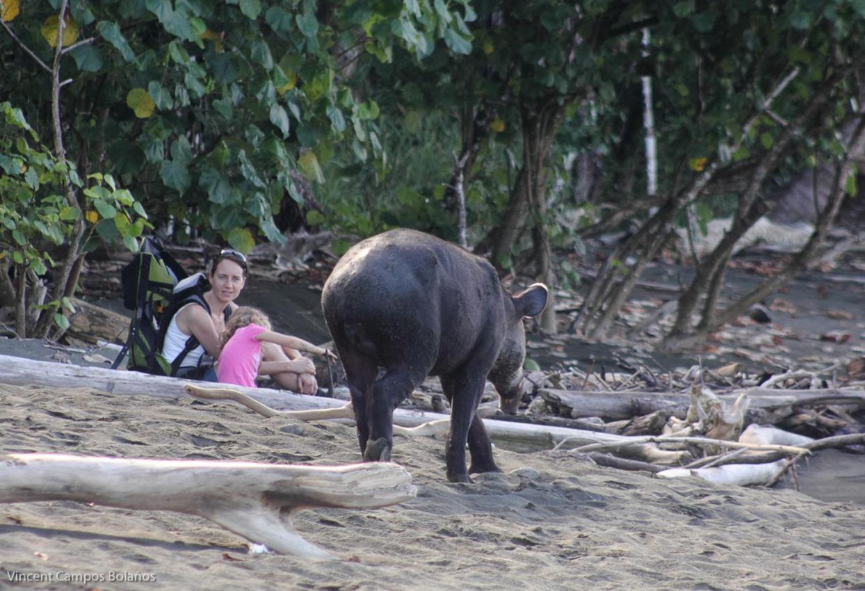 Tapirus Playa Apartman Drakes Bay Kültér fotó